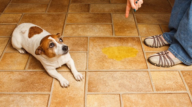 Pup And Urine From Hardwood Floors, How To Detect Dog Urine On Hardwood Floors